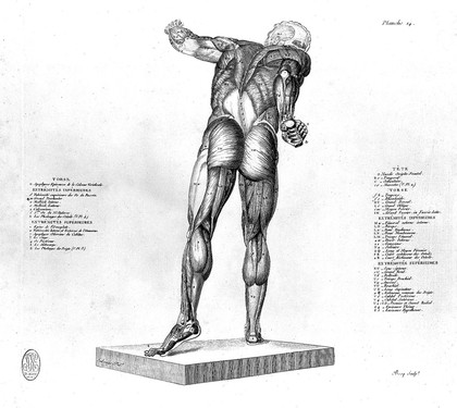 Anatomie du gladiateur combattant, applicable aux beaux arts, ou traité des os, des muscles du mécanisme de mouvemens, des proportions et des caractères du corps humain / [Jean Galbert Salvage].