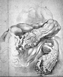 The muscles of the lower arm: the left forearm is seen twice, crossed over and resting on the right forearm and extending from the shoulder. Drawing after Peter Paul Rubens, c. 1610.