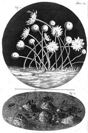 Micrographia: or some physiological descriptions of minute bodies made by magnifying glasses. With observations and inquiries thereupon / By R. Hooke.