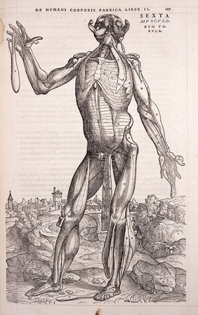 Andreae Vesalii Bruxellensis, scholae medicorum Patauinae professoris De humani corporis fabrica libri septem.