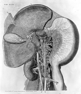 Vasorum lymphaticorum corporis humani historia et ichnographia / [Paolo Mascagni].