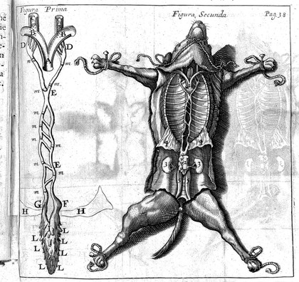 Experimenta nova anatomica, quibus incognitum hactenus chyli receptaculum, et ab eo per thoracem in ramos usque subclavios vasa lactea deteguntur. Ejusdem dissertatio anatomica, de circulatione sanguinis, et chyli motu / [Jean Pecquet].