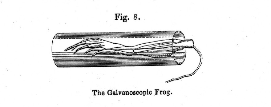 Galvanoscopic frog