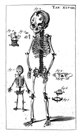 Anthropologia nova, or, a new system of anatomy. Describing the animal oeconomy, and a short rationale of many distempers incident to human bodies : in which are inserted divers anatomical discoveries, and medicinal observations, with the history of the parts illustrated with above fourscore figures, drawn after the life and to every chapter a syllabus of the parts describ'd, for the instruction of young anatomists / by James Drake ... [Appendix].