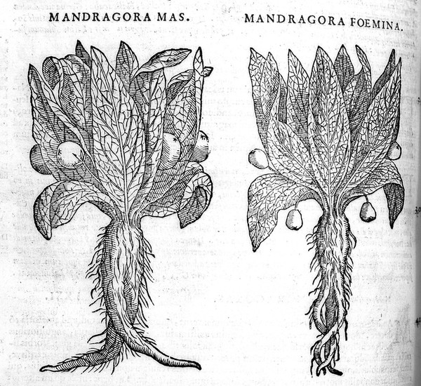 Commentarii in sex libros Pedacii Dioscoridis Anazarbei de medica materia / jam denuo ab ipso autore recogniti, et locis plus mille aucti. Adjectis plantarum, et animalium iconibus, supra priores editiones longe pluribus, ad vivum delineatis. Accesserunt quoque ad margines Graeci contextus quam plurimi, ex antiquissimis codicibus desumpti, qui Dioscoridis ipsius depravatam lectionem restituunt.