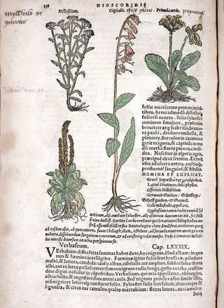 De medicinali materia, libri sex / Joanne Ruellio Suessionensi interprete. Cuilibet capiti additae annotationes. Erudiditae [sic] & compendiariae, e selectiori medicorum promptuario.