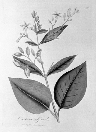 Medical botany. Containing systematic and general descriptions, with plates of all the medicinal plants, comprehended in the catalogues of the materia medica, as published by the Royal Colleges of Physicians of London, Edinburgh, and Dublin; together with the principal medicinal plants not included in those pharmocopoeias. Accompanied with a circumstantial detail of their medicinal effects, and of the diseases in which they have been most successfully employed / [William Woodville].