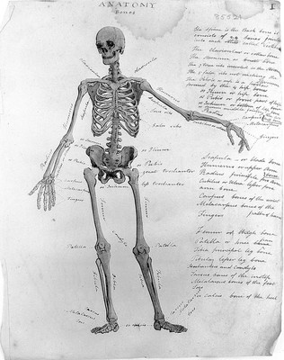 Sketches of anatomy