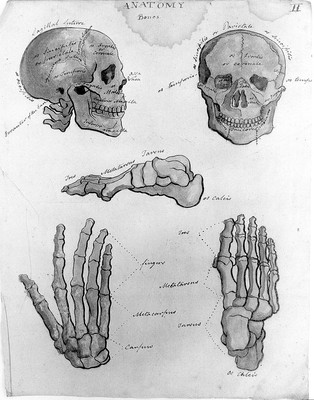 Sketches of anatomy