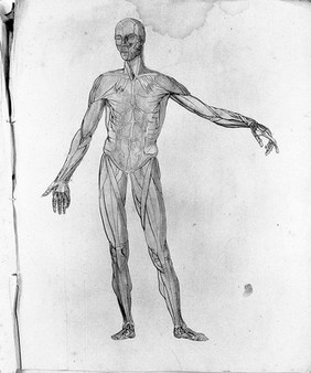 Sketches of anatomy