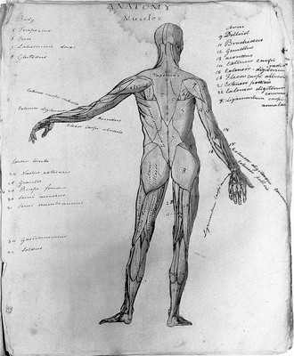 Sketches of anatomy