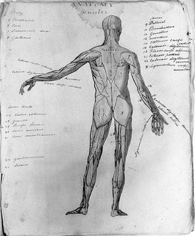 Sketches of anatomy