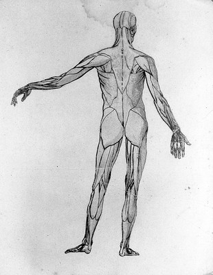 Sketches of anatomy