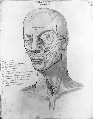 Sketches of anatomy