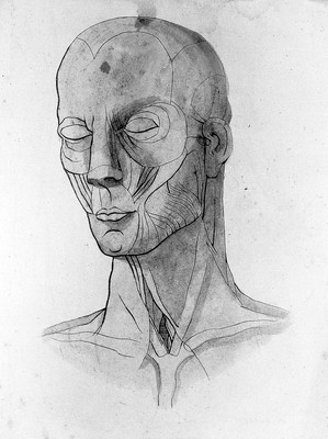 Sketches of anatomy