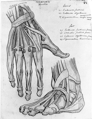 view Sketches of anatomy