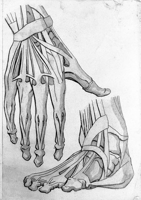 Sketches of anatomy