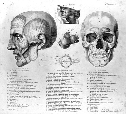 Anatomie du gladiateur combattant, applicable aux beaux arts, ou traité des os, des muscles du mécanisme de mouvemens, des proportions et des caractères du corps humain / [Jean Galbert Salvage].