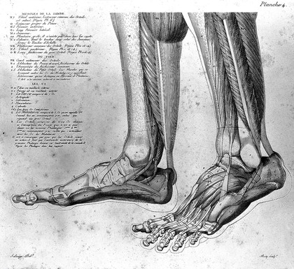 Anatomie du gladiateur combattant, applicable aux beaux arts, ou traité des os, des muscles du mécanisme de mouvemens, des proportions et des caractères du corps humain / [Jean Galbert Salvage].