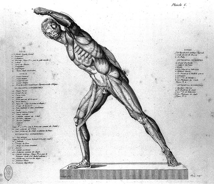 Anatomie du gladiateur combattant, applicable aux beaux arts, ou traité des os, des muscles du mécanisme de mouvemens, des proportions et des caractères du corps humain / [Jean Galbert Salvage].