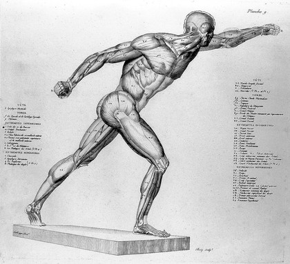 Anatomie du gladiateur combattant, applicable aux beaux arts, ou traité des os, des muscles du mécanisme de mouvemens, des proportions et des caractères du corps humain / [Jean Galbert Salvage].