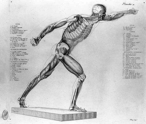 Anatomie du gladiateur combattant, applicable aux beaux arts, ou traité des os, des muscles du mécanisme de mouvemens, des proportions et des caractères du corps humain / [Jean Galbert Salvage].
