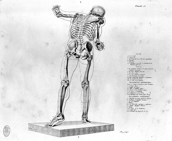 Anatomie du gladiateur combattant, applicable aux beaux arts, ou traité des os, des muscles du mécanisme de mouvemens, des proportions et des caractères du corps humain / [Jean Galbert Salvage].