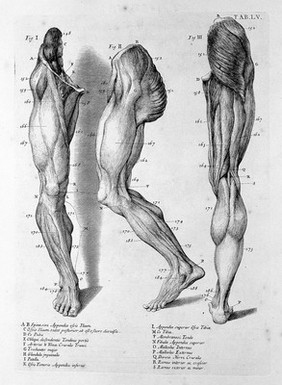 Myotomia reformata: or an anatomical treatise on the muscles of the human body ... To which is prefix'd an introduction concerning muscular motion / [William Cowper].