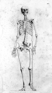 Darstellung des Knochenbaues von dem menschlichen Körper. Mit der Angabe der Verhältnisse desselben / von J. Martin Fischer.