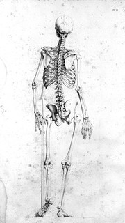 Darstellung des Knochenbaues von dem menschlichen Körper. Mit der Angabe der Verhältnisse desselben / von J. Martin Fischer.