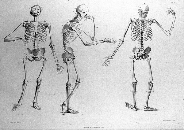 Anatomical studies of the bones and muscles, for the use of artists / from drawings by the late John Flaxman. Engraved by Henry Landseer; with two additional plates; and explanatory notes, by William Robertson.