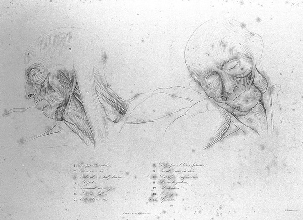 Anatomical studies of the bones and muscles, for the use of artists / from drawings by the late John Flaxman. Engraved by Henry Landseer; with two additional plates; and explanatory notes, by William Robertson.