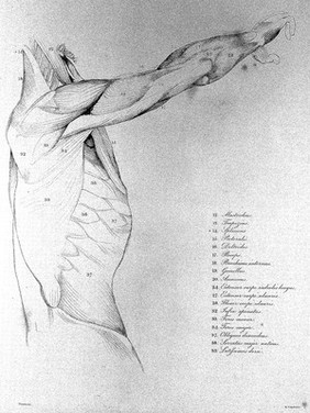 Anatomical studies of the bones and muscles, for the use of artists / from drawings by the late John Flaxman. Engraved by Henry Landseer; with two additional plates; and explanatory notes, by William Robertson.