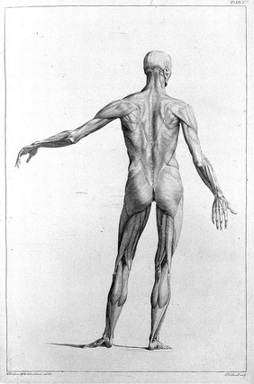 The anatomy of painting; or a short and easy introduction to anatomy: being a new edition of the six tables of Albinus ... With an introduction, giving a short view of picturesque anatomy / by J. Brisbane.