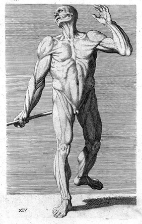 Cognitione de muscoli del corpo humano per il disegno / [Carlo Cesi].