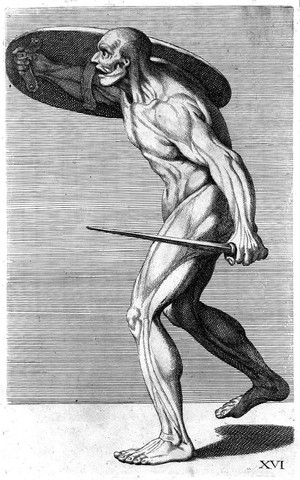 view C. Cesio, "Cognitione de muscoli...", human muscles