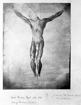 An ecorche crucified