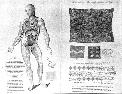 Vessels and glands of the lymphatic system: seven figures, including a dissected male figure seen from the front, details of the lymphatic system and a table of symbols. Line and stipple engraving after W. Cruikshank and M. Baillie, 1810/1820.