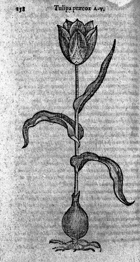 Rariorum aliquot stirpium per Pannoniam, Austriam, et vicinas quasdam provincias observatarum historia quatuor libris expressa / Caroli Clusii.