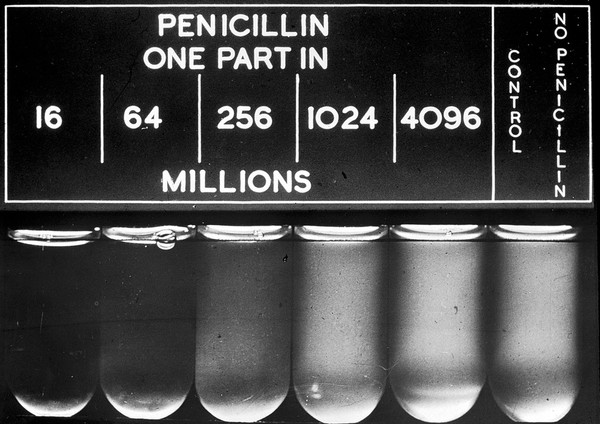 The high potency of penicillin when first partially purified. Photograph, 194- (?).