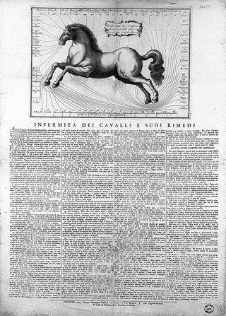 Infermità dei cavalli e suoi rimedj.