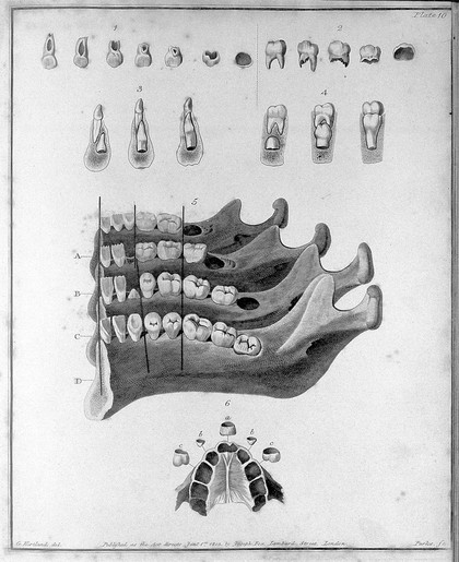 The natural history of the human teeth, including a particular elucidation of the changes which take place during the second dentition ... the proper mode of treatment to prevent irregularities ... to which is added an account of the diseases which affect children during the first dentition / By Joseph Fox.