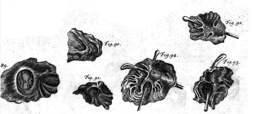 The philosophical transactions (from the year 1732, to the year 1744) abridged, and disposed under general heads : the Latin papers being translated into English / By John Martyn ... In two volumes.