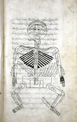 view Human skeleton with anatomical labels, Persian, 1893