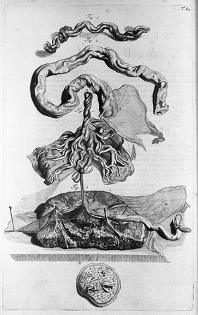 Anatomia humani corporis / centum & quinque tabulis, per artificiosiss. G. de Lairesse ad vivum delineatis, demonstrata.