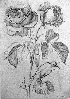 view Robert "Variae ac...", 1660: roses