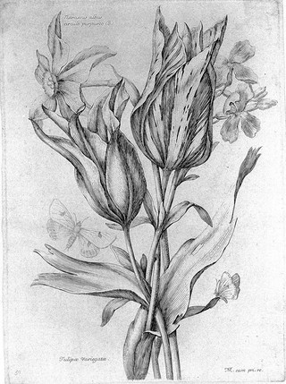 A daffodil (Narcissus species) and tulip (Tulipa species): flowering stems with two butterflies. Etching by N. Robert, c. 1660, after himself.