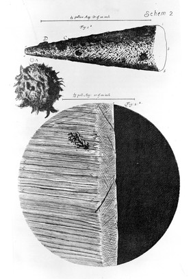 Micrographia: or some physiological descriptions of minute bodies made by magnifying glasses. With observations and inquiries thereupon / By R. Hooke.