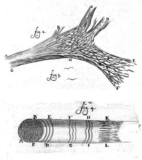 Arcana naturae, ope & beneficio exquistissimorum microscopiorum detecta / [Antoni van Leeuwenhoek].