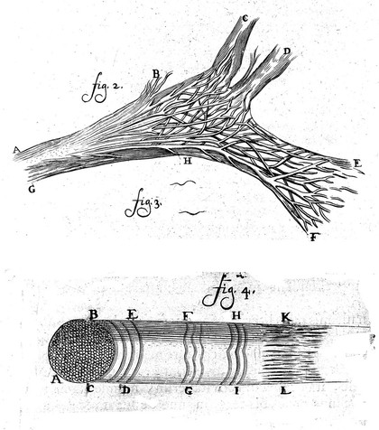 Arcana naturae, ope & beneficio exquistissimorum microscopiorum detecta / [Antoni van Leeuwenhoek].